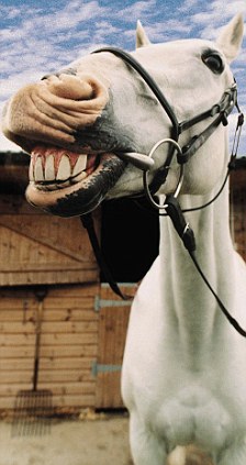 Con này tên là ngựa, rất ít nói nên không thấy kêu "ựa.. ựa.. ựa..." bao giờ, được cái hồn nhiên vô tư hay cười hí hí hí hí